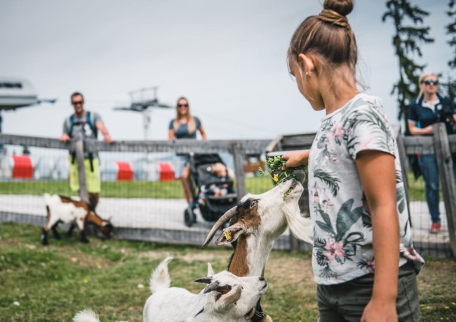 Tiere streicheln am Ausflugsberg
